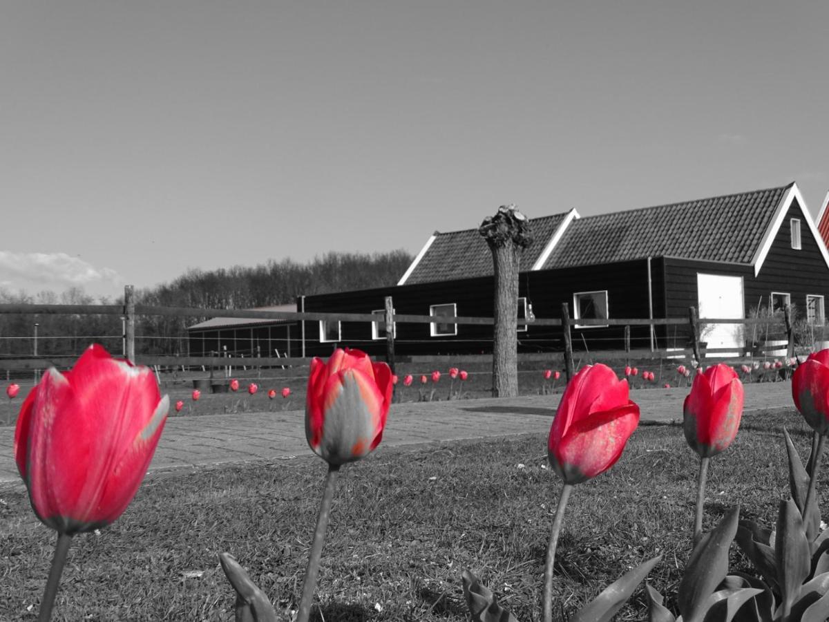 De Tulp Bed & Breakfast Noordgouwe Eksteriør bilde